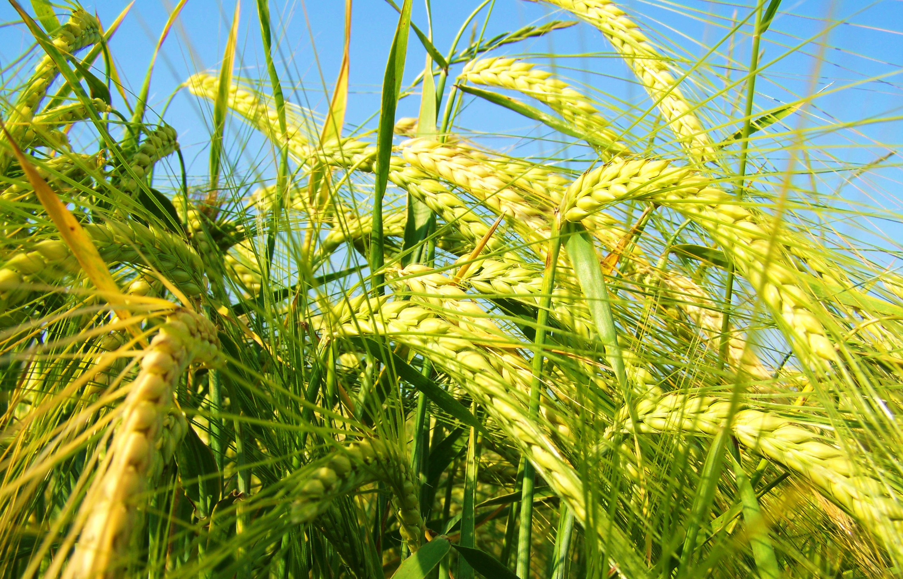 rice